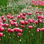 Blumenwiese pink