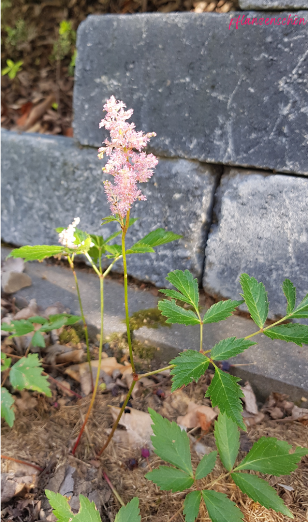 rosa blühende Prachtspiere