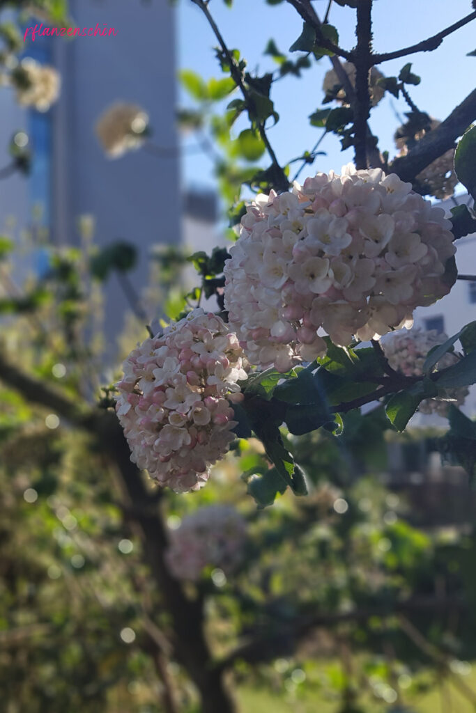 weiße Blüte des Schneeballs