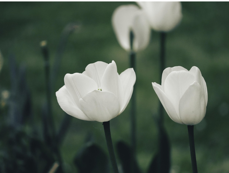 weiß blühende Tulpen